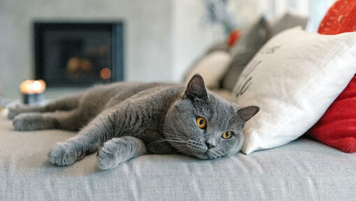 Britanska kratkodlaka mačka drema na sofi