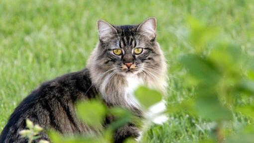 Cimrics mačka stoji u bašti