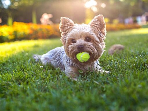 A small dog on the lawn with a ball in its mouth