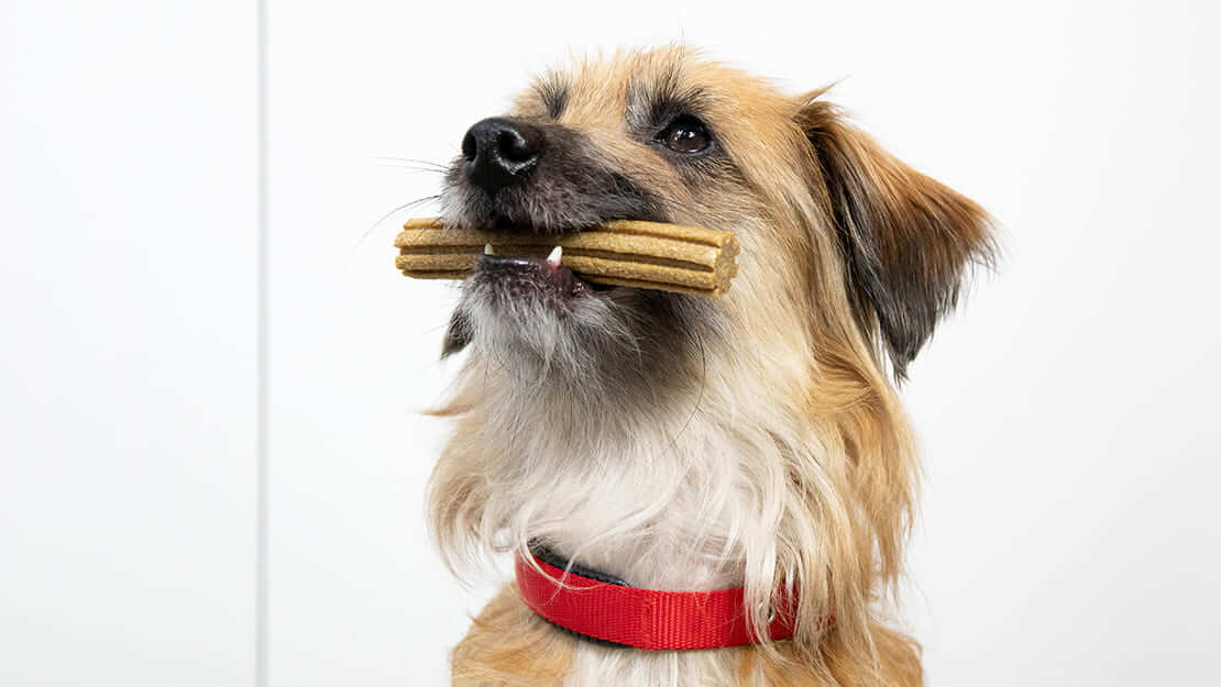 Pas sa štapićem za zube u ustima