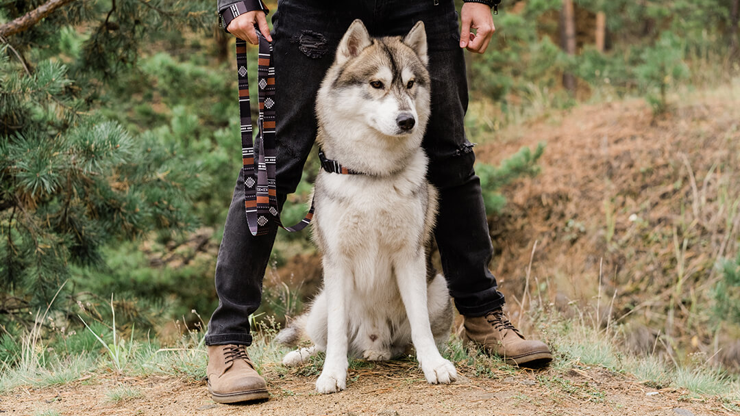 Pas stoji sa vlasnikom u šumi