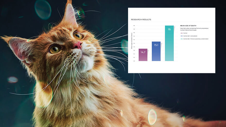 Ginger mačka i grafikon grafikona