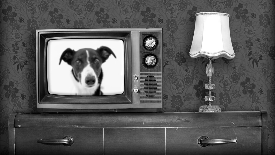 Crno-beli stari televizor sa uključenim psom