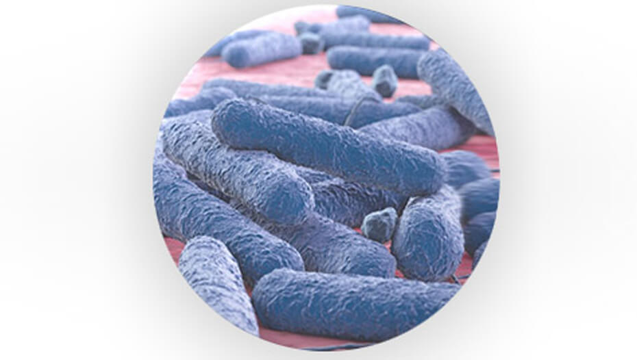 Prebiotske bakterije