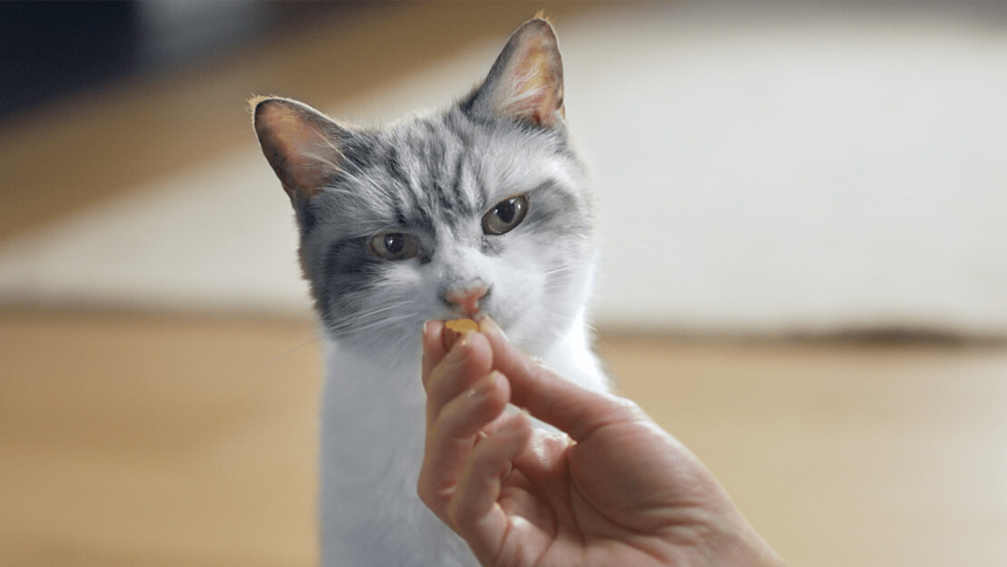 Osoba mački daje štapić za zube