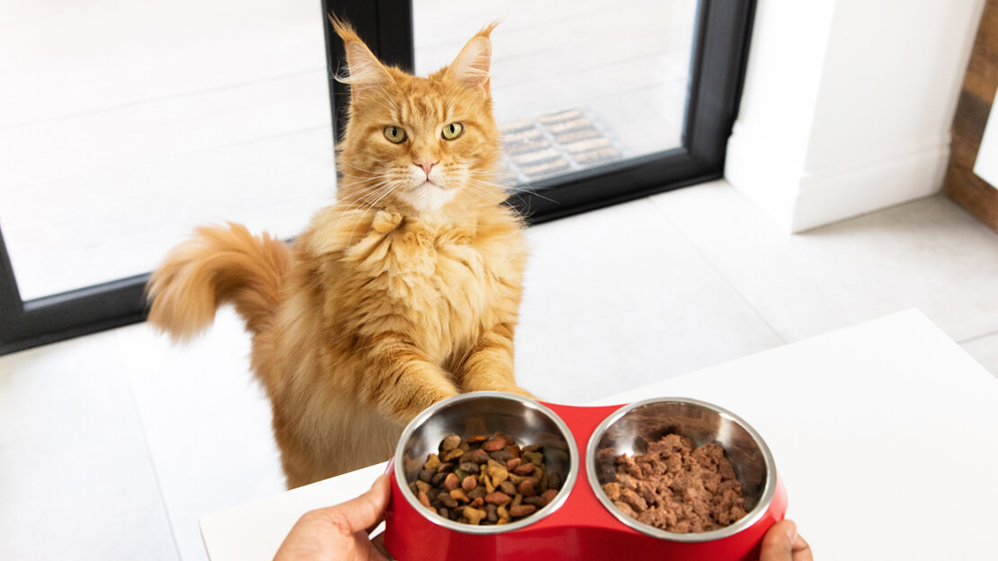 narandžasta mačka čeka hranu za odrasle mačke u činiji