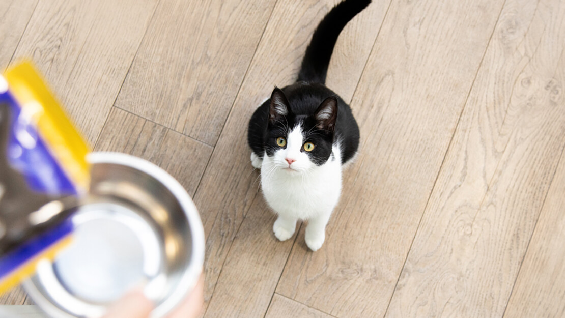 Crno-bela mačka čeka hranu