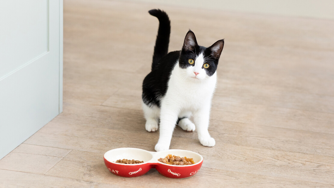 Crno-bela mačka i činija sa hranom