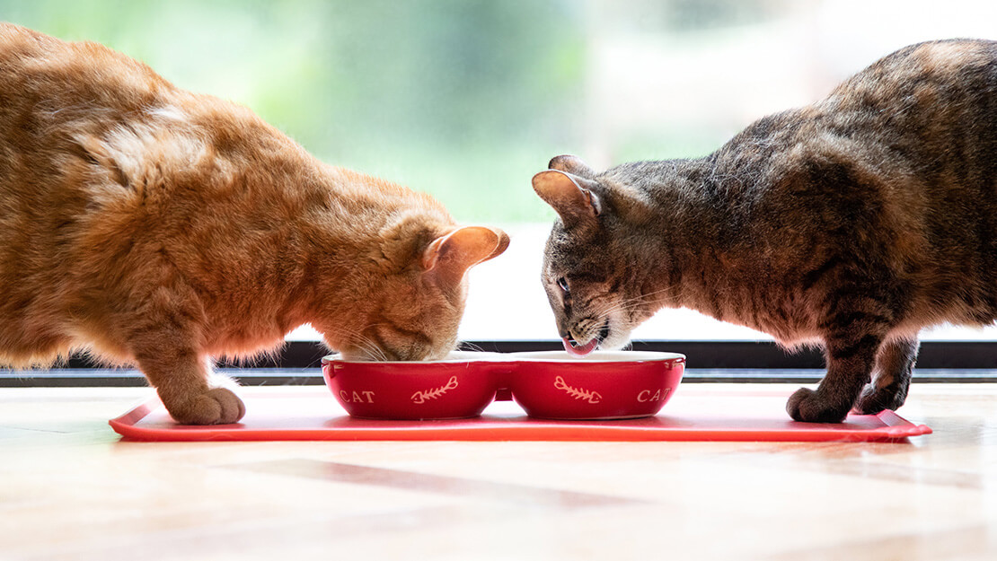 Dve mačke jedu iz činija