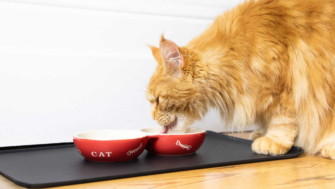 Narandžasta mačka jede hranu iz činije