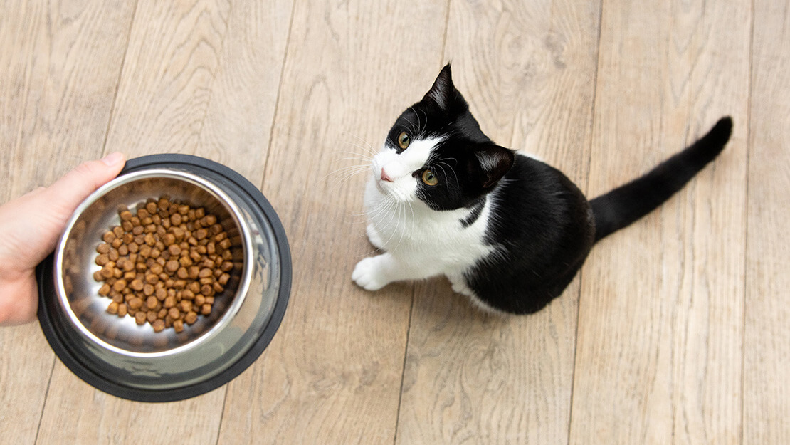 Crno-bela mačka gleda u činiju sa hranom