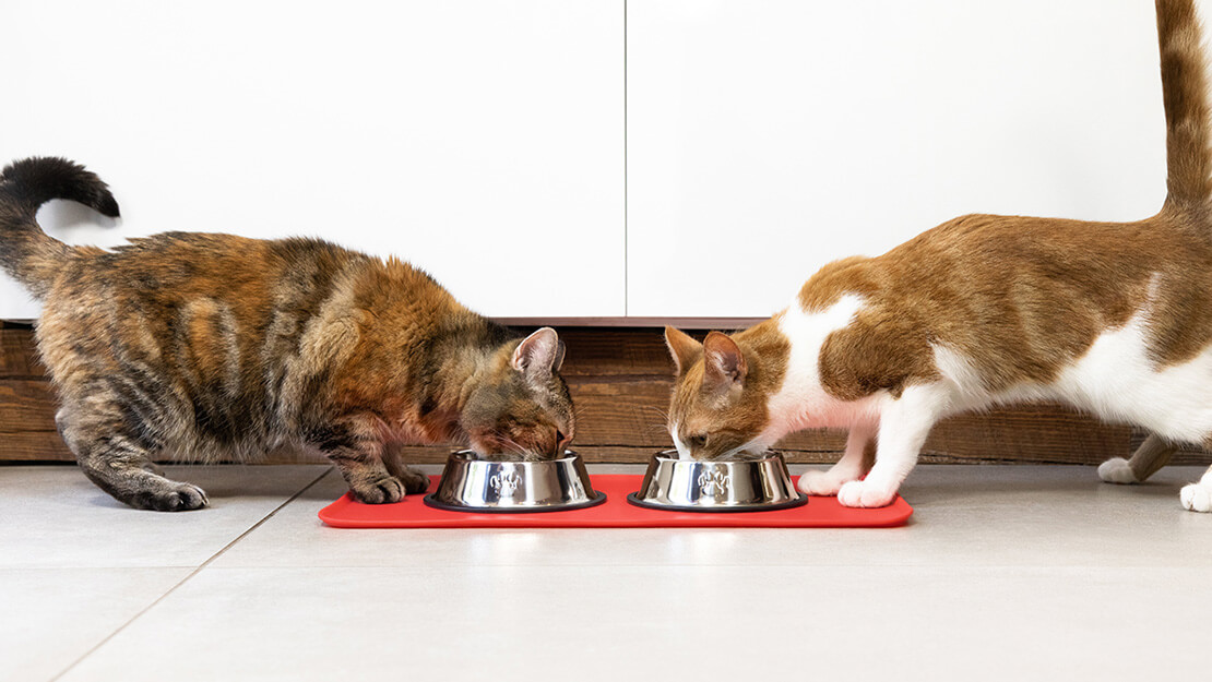 Dve mačke jedu hranu iz činija
