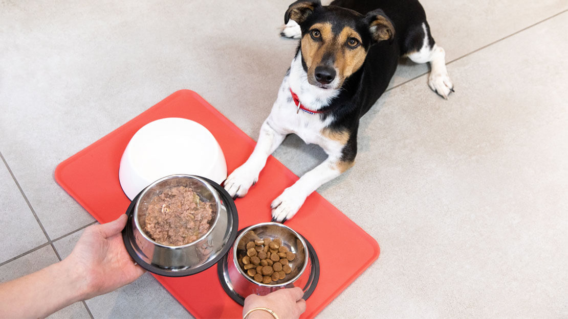 Pas leži pored činija sa suvom i vlažnom hranom za pse