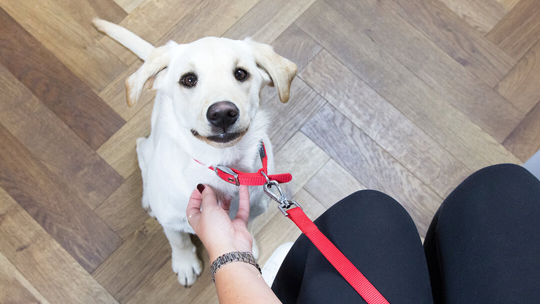 štene gleda u vlasnika u čekaonici veterinara