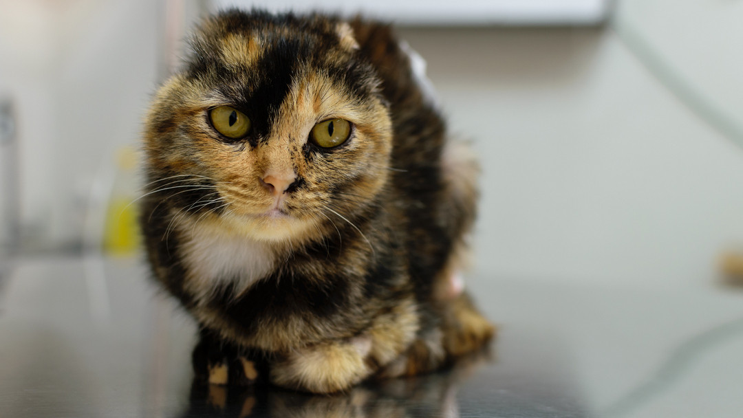 Karcinomi kože kod mačaka