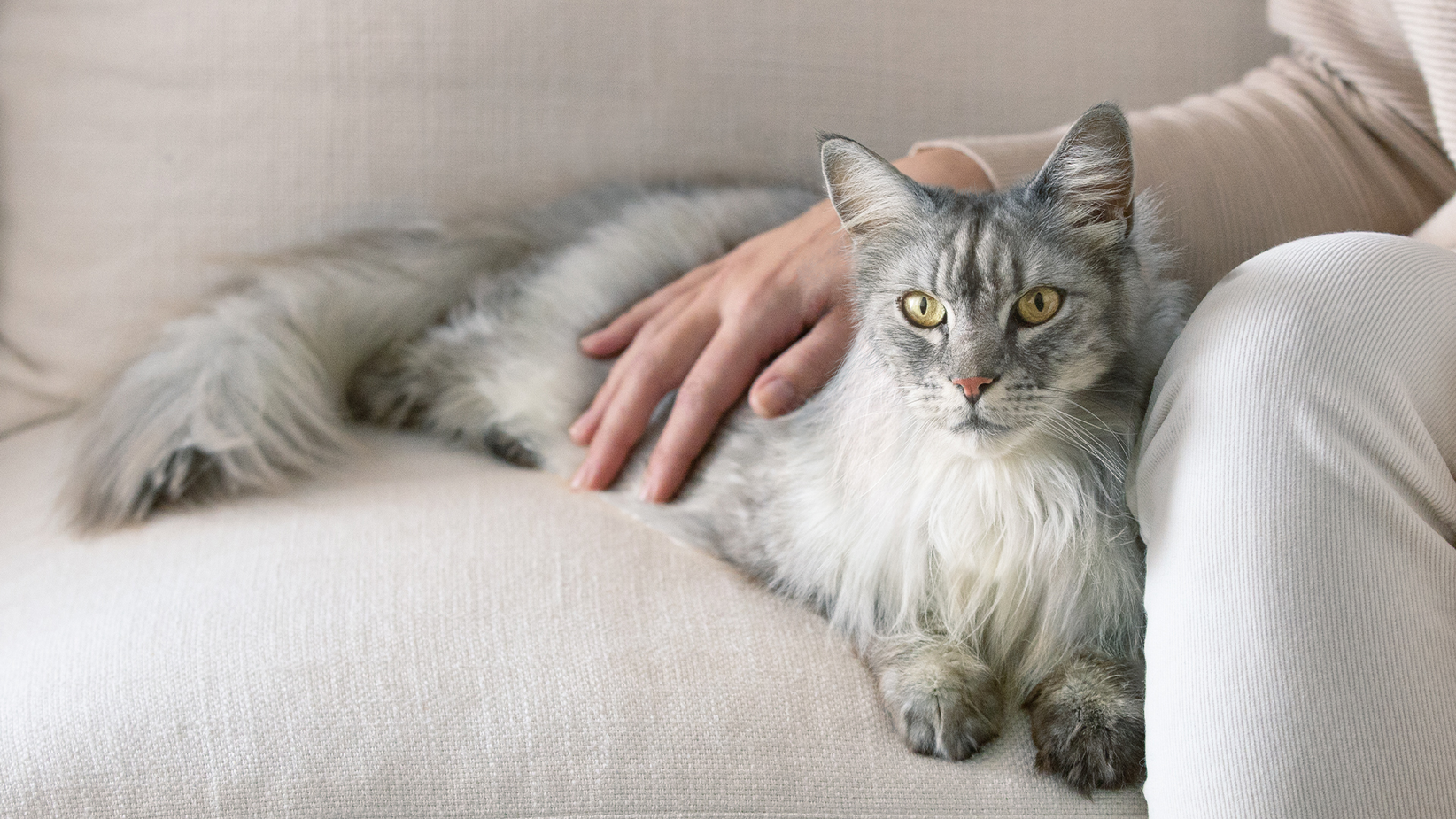 Дугодлака сива мачка лежи на софи са руком власника на леђима