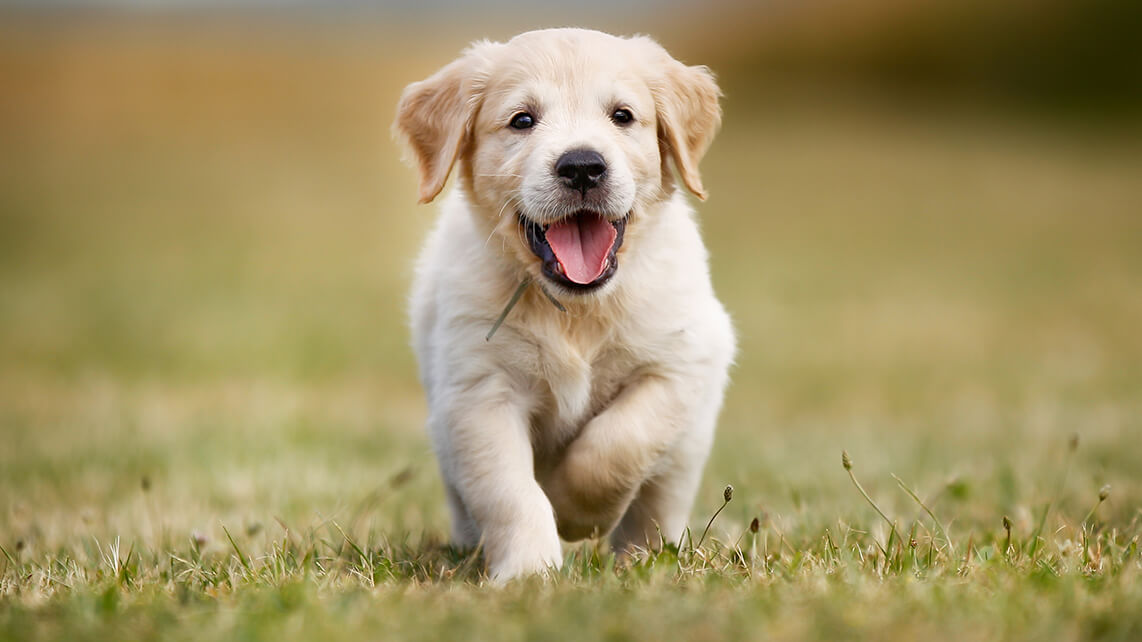 PURINA PRO PLAN Junior
