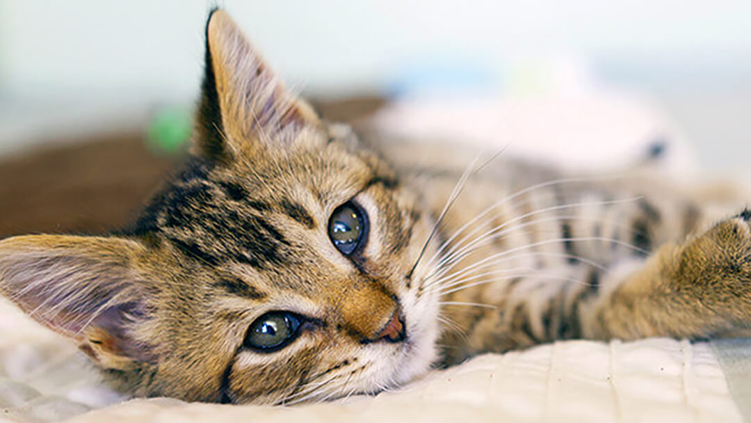 Mače leži na kauču u bezbednom domu