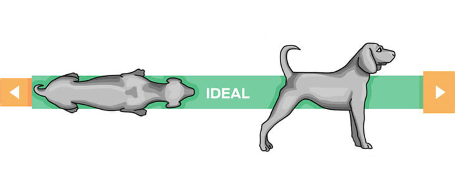 idealna telesna kondicija