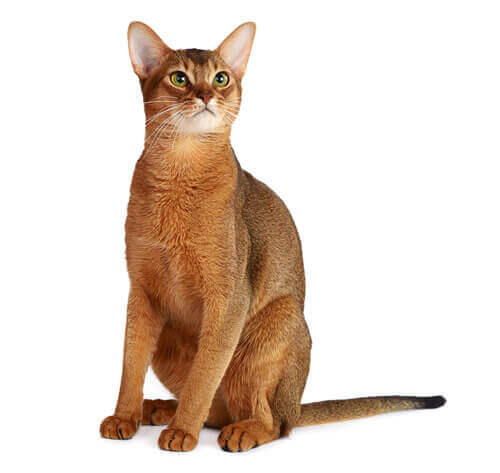 Abisinska mačka