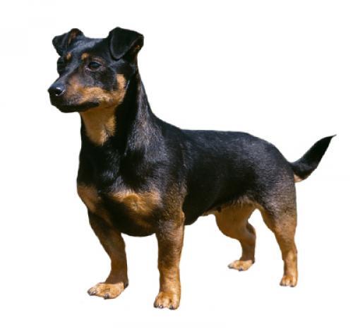 Lancashire Heeler (lankašir hiler)