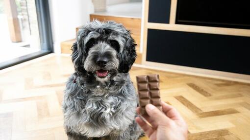 Vlasnik drži čokoladicu ispred psa