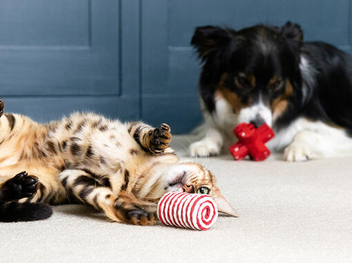 Mačka i pas se igraju igračkama