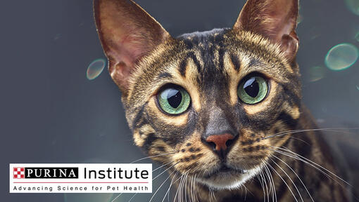 Logo i kat. Instituta Purina