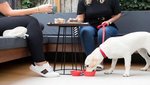 labrador štene pijaća voda ispod kafe stola