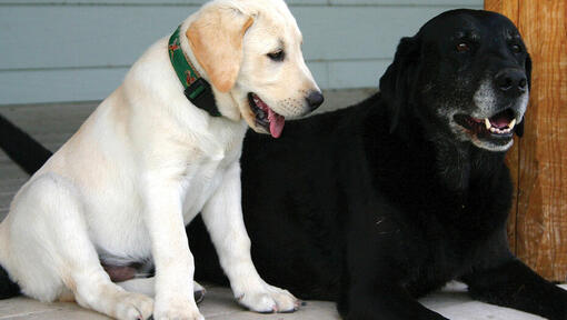 Jedno zlatno štene Labradora i jedan stariji crni labrador koji leže jedno pored drugogJedno zlatno štene Labradora i jedan s