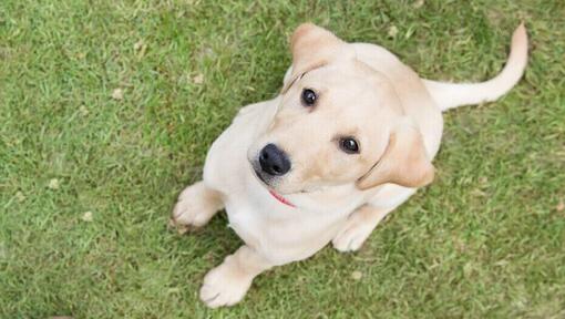 Štene Zlatnog labradora koje sedi na travi