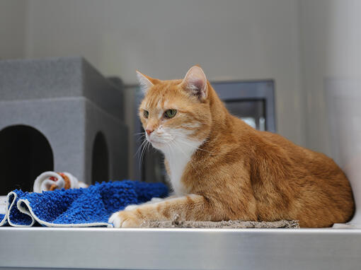 Ginger cat kod veterinara