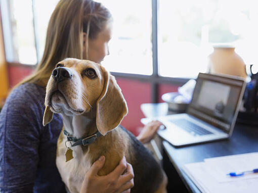 Žena sa beagleom radi na laptopu