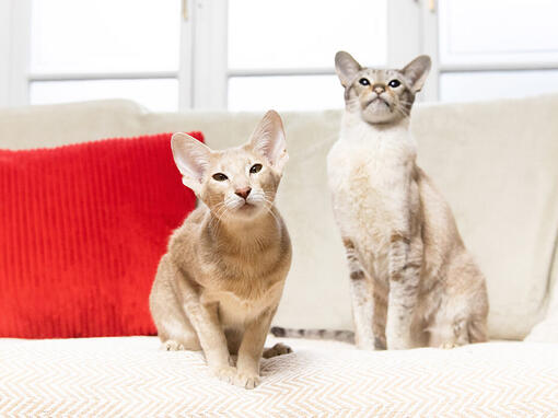 Dve mačke su sedele na sofi