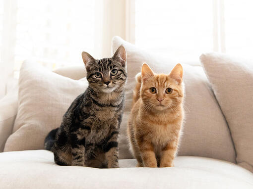Smeđe i crvena tabbi mačke sede na sofi