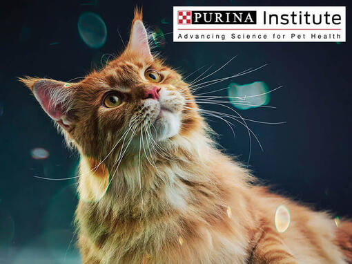 Institut Purina i inovacije