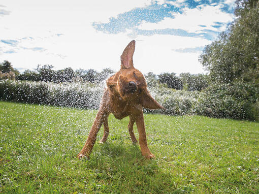 DOG CHOW