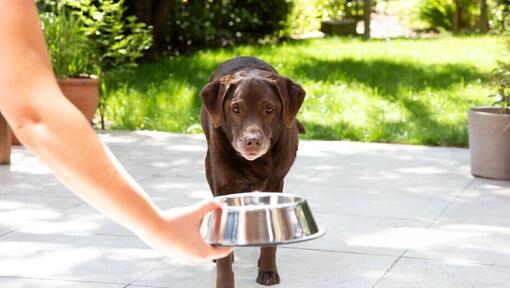 Stariji labrador napolju dobija činiju s hranom