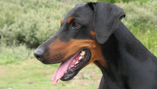 doberman gleda nalevo