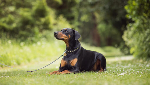 Doberman stoji na travi