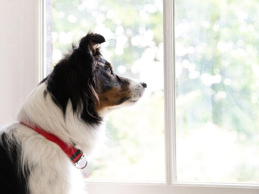 Border Collie gleda kroz prozor