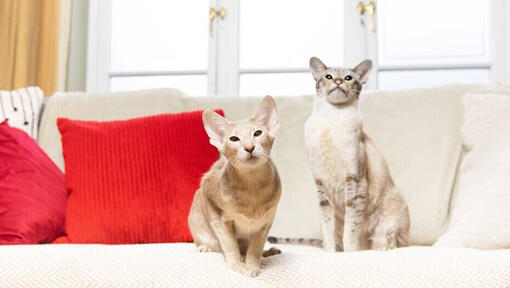 Dve mačke sede jedna pored druge na sofi