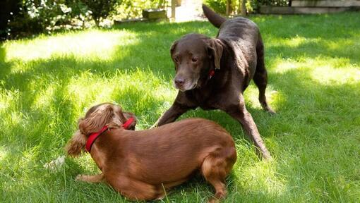 Štene i stariji pas se igraju u bašti