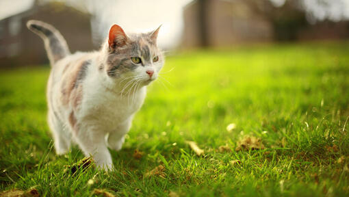 mačić koji hoda po travi