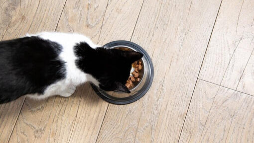 crno-bijela mačka jede iz zdjele