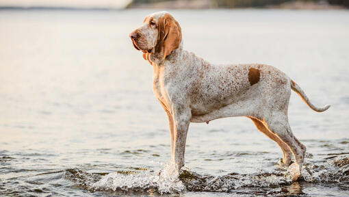 Bracco Italiano stoji pored vode