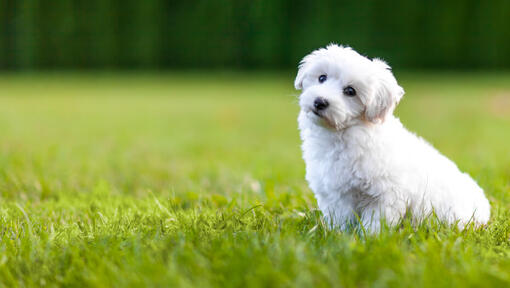 beli puhasti pas koji sedi na travi