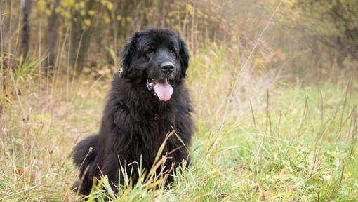 Newfoundland stoji u šumi