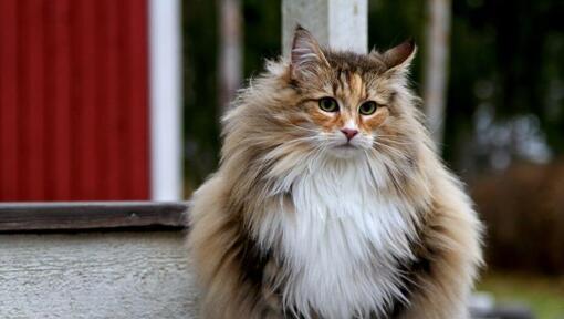Norveška šumska mačka stoji u dvorištu