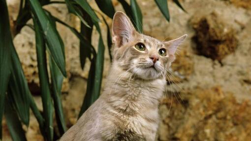 Orijentalna dugodlaka mačka stoji blizu saksije
